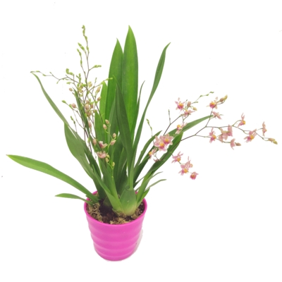 闻芯兰文新文j心梦乡文欣文味文奶文心问文兰花s小苗新香馨心香b