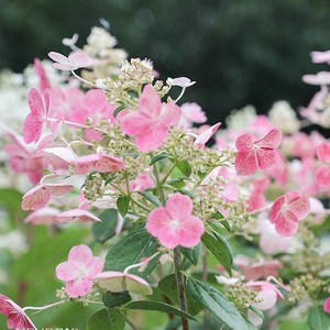 粉色精灵花园蕾丝圆锥绣球花苗木耐热耐寒阳台庭院植y盆栽新款包