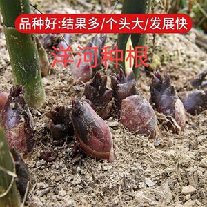 阳荷种 阳荷姜种苗 洋荷姜种根 野生阳藿茗荷 洋火姜新鲜种子包邮