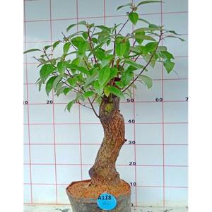 庭院香樟树盆景常绿植物潮芳树苗驱虫驱蚊室内四季常青绿植盆栽
