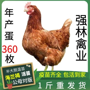 1斤重海兰褐蛋鸡活苗海兰灰蛋鸡苗蛋鸡活苗小鸡活鸡下蛋鸡活体鸡