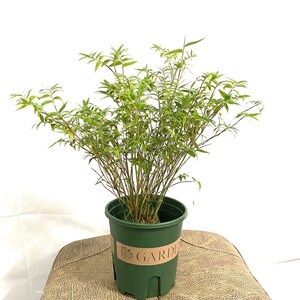 高档竹子 米竹 矮竹 凤尾竹又叫观音小 观干盆栽 佛w肚竹竹赏奢华