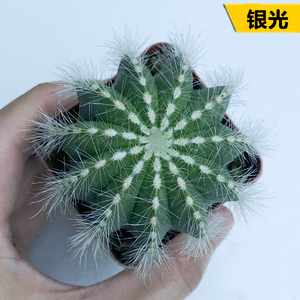 银光仙人球软刺白刺会开花好养仙人掌多肉办公室桌面防辐射小盆栽