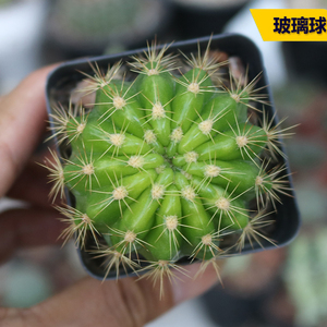 丛野 |玻璃球仙人球金盛丸草球属仙人掌新手组合好养活防辐射