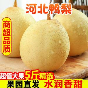 正宗河北鸭梨大果新鲜10斤水晶梨子水果当季整箱包邮5斤赵县雪梨