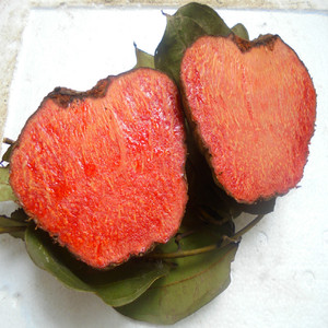 深山野生药材血三七 血母 血孩儿 红孩儿整个新鲜生品 3斤1-4个