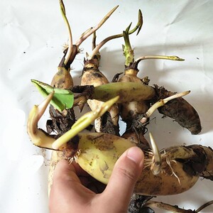 池塘大型荷花莲藕种苗 盆栽荷花种根茎莲 藕根块莲花盆景
