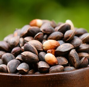 松子落水湿松子 不开口未加工1斤装坚果零食包