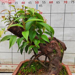 精品乌饭吊茄子小老桩树桩盆景熟桩水果树庭院室内防辐射阳台绿植