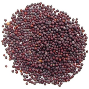 黑芥末籽indian food black mustard seeds 500g
