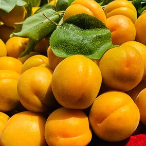 河北唐山大香白杏新鲜现摘大白杏银白杏水果杏子甜杏杏仁可吃顺丰