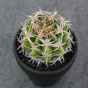 2021尚野园艺实生碧岩玉一物一拍裸鄂属强刺精品仙人球仙人球多肉