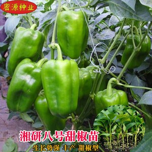 湘研八号辣椒种子灯笼椒种籽泡椒辣椒苗微辣薄皮四季盆栽蔬菜种苗