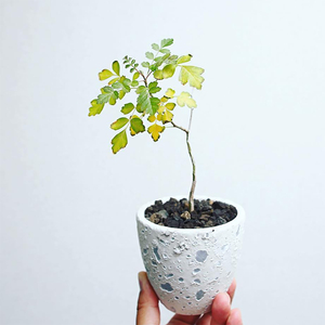 橡木漆树 彩叶漆树 pachycormus discolor 多肉 块根 盆景