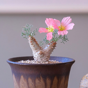 【多肉白皮月界】多肉白皮月界品牌,价格 - 阿里巴巴