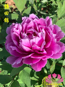 邵林牡丹国外品种:(镰田锦) 木本花卉春季庭院裸根地栽 嫁接苗