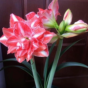 晴天花苑 阳光少女 荷兰朱顶红 阳光少女朱顶红