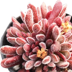 000人付款淘宝群生多头梦椿多肉植物盆s栽梦春肉肉植物花卉绿植办公室