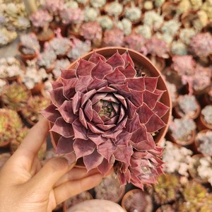 红钻野马12公分 长生草属红色多肉植物云炫辉多肉基地满38包邮