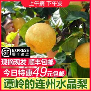 【现摘】连州水晶梨 新鲜水果10斤谭岭脆冠梨黄花梨子当季水果5斤