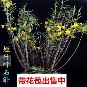 姬竹叶石斛带花苞竹叶石斛浓香型石斛兰花室内盆栽好养绿植物花