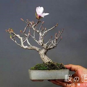 桜の语矮化紫玉兰,全年多次开花,可做玉兰盆景,.室内外观赏