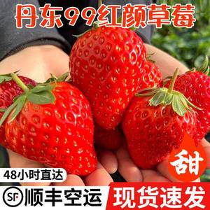 『顺丰空运丹东久久草莓』丹东99牛奶草莓礼盒装黑金新鲜水果红颜
