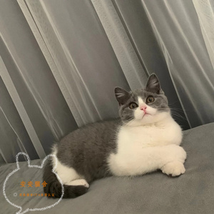 短毛猫银虎斑宠物猫咪活物蓝白拿破仑布偶幼体美短起司0人付款2999