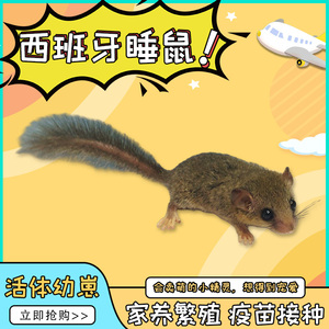 拇指宠物西班牙睡鼠幼崽学生养宿舍可以养的异类桌面寝室冷门宠物