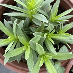 云南基地满天星伊洛斯鲜切花重瓣种苗阳台庭院多年生花卉盆栽绿植