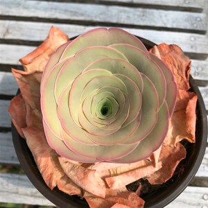 山地玫瑰多肉植物 大型山u地玫瑰帕尔马 稀有物种西班牙帕尔马岛