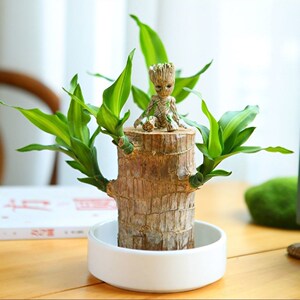 巴旦木盆栽巴西木水培植物幸运木桌面绿植盆栽水养办公桌面室内迷