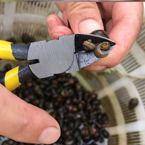 田螺剪尾神器小型屁股商用工具防锈手动家用剪钳钉螺海螺斜口钳子