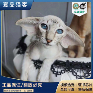 发财瞄舍淘宝纯种东方短毛猫飞机耳大耳朵低耳位纯白纯黑赤鼠色贵族