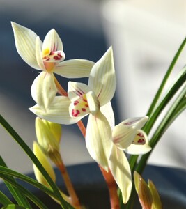 云南维西名品兰花苗盆景莲瓣兰【秀荷】浓香室内绿植花卉盆栽