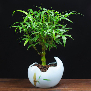 佛肚竹盆栽葫芦竹罗汉竹观赏竹竹子阳台盆景办公室内植物客厅绿植