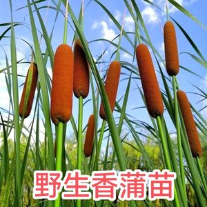 香蒲棒新鲜香蒲草种苗毛蜡烛水蜡烛香蒲棒成熟现挖现邮春季夏季冬