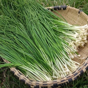 贵州苦蒜新鲜野葱野生小根蒜沙葱胡葱野蒜凉拌菜云南四川农家野菜