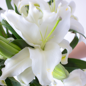 黄天霸索邦粉白百合鲜花家用水养鲜切花办公室p新鲜插花爱人情人