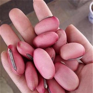 刀豆种籽大扁豆种子巨型特大红籽高产豆角药材春夏季爬藤农家蔬菜