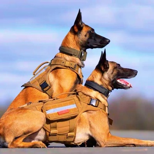 马犬幼犬纯种活体警犬军犬爆红黑黄狼狗看家护院精品双血统大型犬