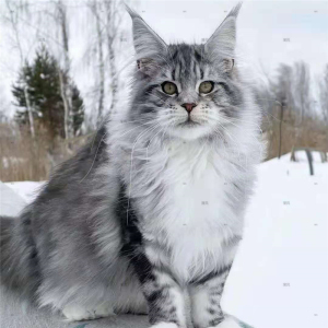 纯种银虎斑缅因猫活体巨型挪威森林猫幼猫大型长毛缅因库恩猫活物