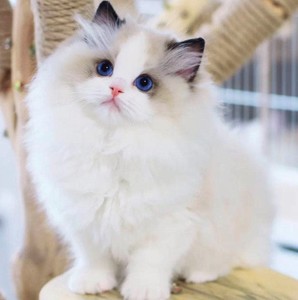 000人付款淘宝cfa海豹双色布偶猫蓝重点色手套布娃娃猫活体宠物猫