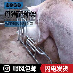 种猪小母猪架配种架采精支架公猪用配种栏受精配种器配猪架子设