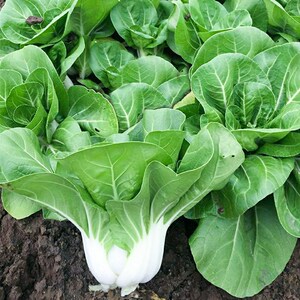 新白雪公主奶香小白菜种子白玉二号湘潭矮脚白菜种籽盆栽大田蔬菜