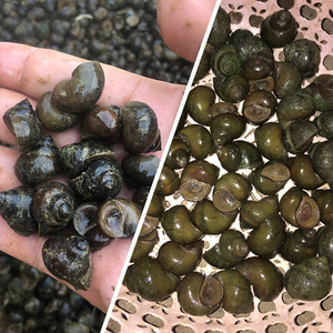 鲜活挂钩钓鱼脆螺一捏就碎钓乌青鲩鱼鱼饵钓鱼饵料