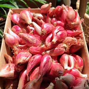 四川四季新鲜黄葱头种子盆栽小葱头火葱洋葱油葱小香葱头红葱头农