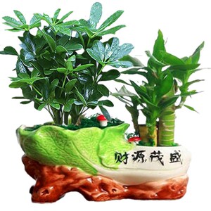 鸭脚木八方来财摆件盆栽发财树办公室桌面花卉绿植盆景四季长青树