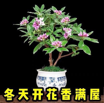 香花小盆栽
