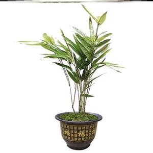 方竹苗四方竹苗盆栽办公s室阳y台庭院绿化竹子盆景袋苗微型观赏竹